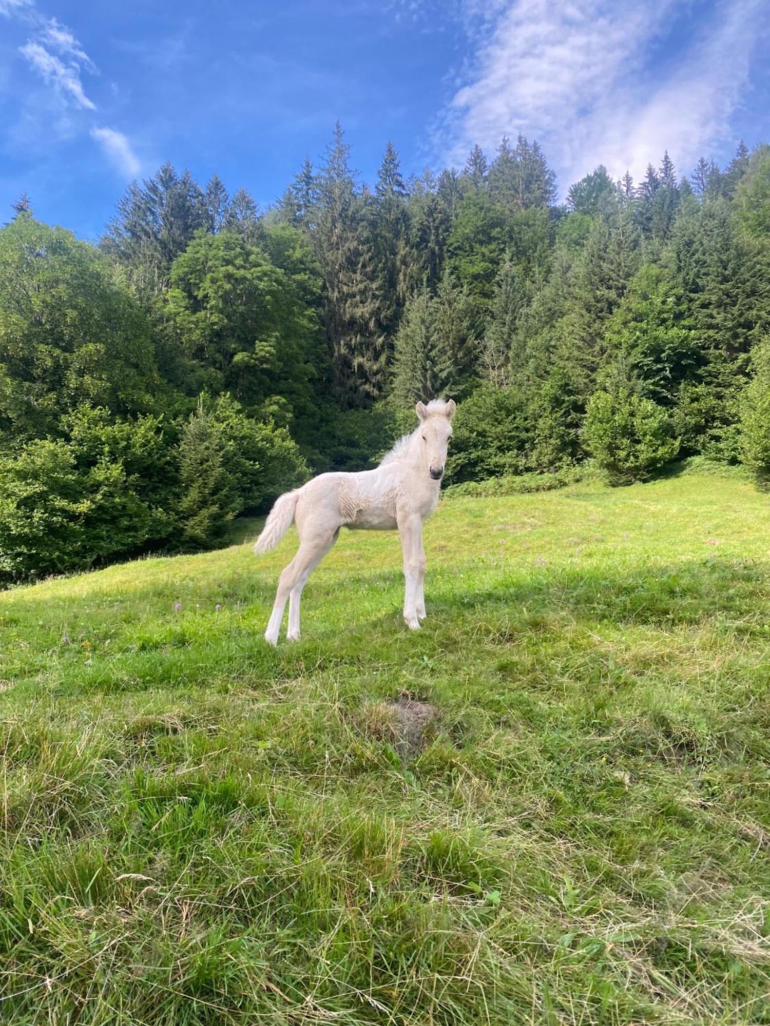 Agroturismo Reiterhof Suassbauer *
